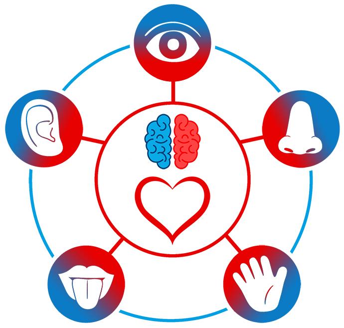 Nos 5 sens et l'empathie sensorielle